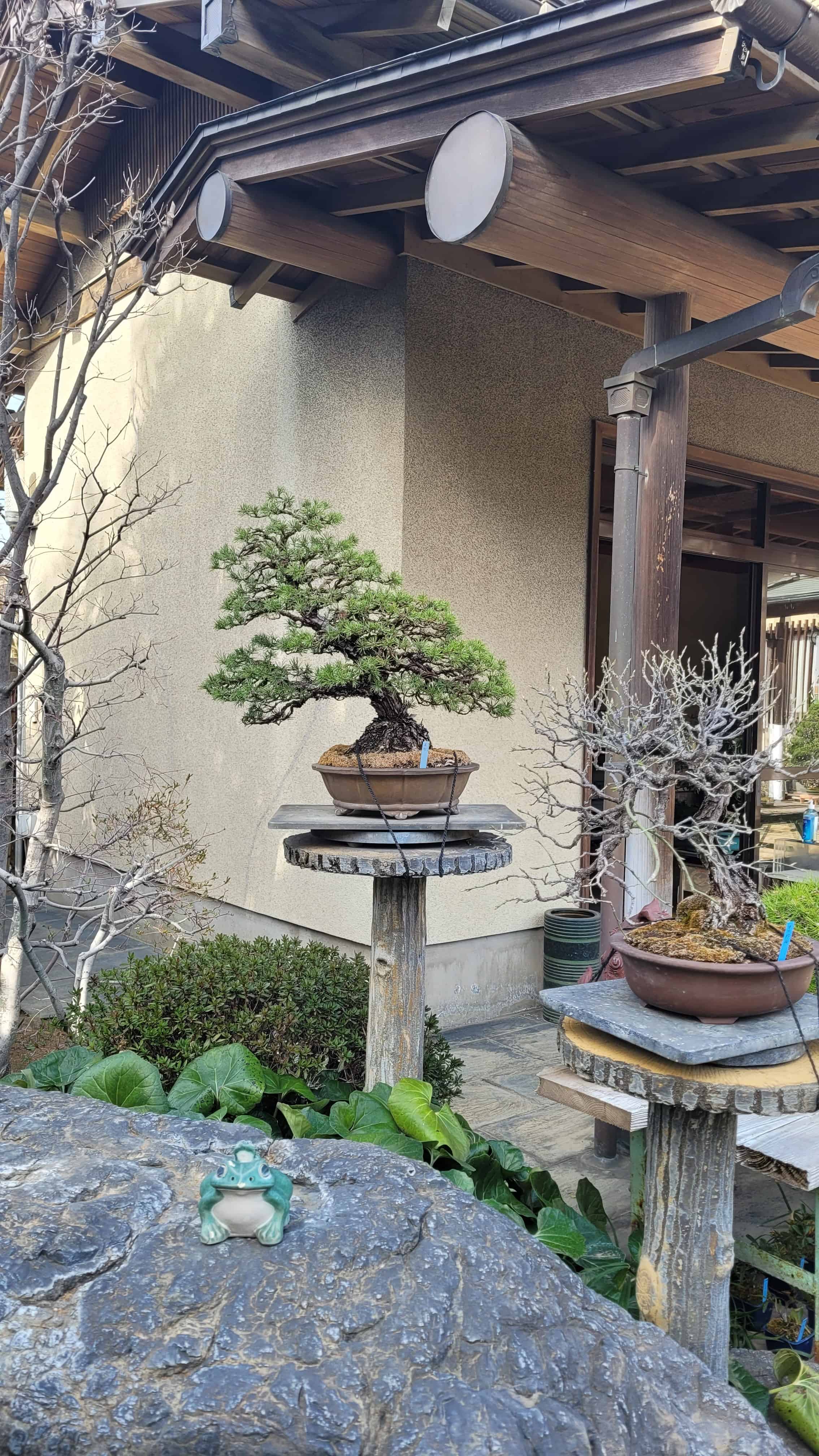 A pine bonsai tree from omiya in Japan